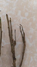 流蘇樹(shù)苗盆栽四季開(kāi)花濃香四季好養室內外植物陽(yáng)臺庭院觀(guān)花卉綠植 新品【夢(mèng)幻】耐寒耐熱 熱銷(xiāo)款：八年樹(shù)狀獨桿-當年開(kāi)花爆滿(mǎn)【包活】 曬單實(shí)拍圖