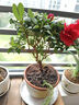 杜鵑花四季開(kāi)花杜鵑盆栽杜鵑花苗陽(yáng)臺客廳帶花苞懶人花卉 1盆【原土原盆】 曬單實(shí)拍圖
