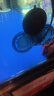 森森魚(yú)缸造浪泵靜音小型沖浪泵吹糞器水族箱潛水泵底部環(huán)流雙頭泵 【雙頭24W吸盤(pán)款】流量可調 （適用1.5m以上魚(yú)缸） 曬單實(shí)拍圖