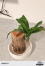 網(wǎng)紅款巴西木幸運木水培植物開(kāi)花盆栽花卉綠植室內好養易活 巴西木+白盤(pán) 巴西木高10cm[水培]帶芽+營(yíng)養液 曬單實(shí)拍圖
