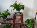 雙盟綠蘿盆栽除甲醛花卉綠植辦公室新房?jì)艋諝?120款10盆源頭直發(fā) 曬單實(shí)拍圖
