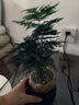 八芽文竹盆栽植物室內(nèi)客廳中式禪意盆景好養(yǎng)綠植辦公室擺件創(chuàng)意花卉 蓮花盆文竹（帶密胺托） 帶盆栽好 曬單實(shí)拍圖