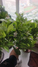 雙色茉莉花盆栽濃香型四季開(kāi)花持久變色鴛鴦番茉莉花苗綠植物花卉 8年苗（枝干粗壯）高50-60cm左右 不含盆 曬單實(shí)拍圖