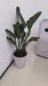 植男植女天堂鳥客廳辦公室內(nèi)好養(yǎng)落地大盆栽真綠植物吸甲醛凈空氣源頭直發(fā) 曬單實(shí)拍圖