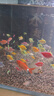 天使魚(yú)大號觀(guān)賞魚(yú)熱帶魚(yú)群游七彩紅天使紫天使檸檬黃淡水好養耐活 2.5-3cm隨機50條【4色以上】 曬單實(shí)拍圖
