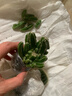 多肉植物仙人掌盆栽室內肉肉仙人球小盆栽開(kāi)花可愛(ài)桌面綠植 萬(wàn)重山+玻璃盆+黃金砂+營(yíng)養土 含盆 曬單實(shí)拍圖
