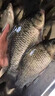 谷道香鮮丹蚯蚓紅蟲(chóng)顆粒餌料鄧剛推薦釣魚(yú)專(zhuān)用全能野釣通殺鯉魚(yú)鯽魚(yú)腥香 1瓶裝【釣不盡興】 曬單實(shí)拍圖