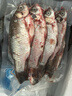 御瀘鮮湘正宗微山湖野鯽魚(yú)土鯽魚(yú)鮮活現殺現發(fā)淡水鯽魚(yú)大鯽魚(yú)小鯽魚(yú)批發(fā) 中鯽魚(yú)3斤裝(4-6條/斤) 順豐發(fā)貨 曬單實(shí)拍圖