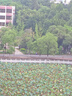 彩格適用佳能打印機墨水G3800墨水G1800 G2800 G4800 G1810 G2810 3810 3812 4810 3811 canon噴墨連供GI-890墨水 曬單實(shí)拍圖