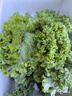 【明星蔬菜】新鮮羽衣甘藍榨汁涼拌輕食蔬菜超市品質(zhì)直播間同款 2斤帶箱 曬單實(shí)拍圖