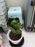 大盆君子蘭盆栽名貴國寶級花卉苗綠植物圓頭和尚室內(nèi)客廳四季好養(yǎng) 【掌柜推薦】8-11片葉子+帶土 送肥料 曬單實拍圖