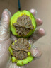 歐梵洛【青皮下樹(shù)】青皮文玩核桃四座樓獅子頭虎頭官帽橄欖核桃文賭青皮 四座樓獅子頭(61-62mm一對+工具) 曬單實(shí)拍圖