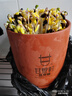 甘泉村紫砂豆芽罐全自動(dòng)家用豆芽機生豆芽發(fā)芽神器發(fā)綠豆花生芽四季可用 小款土陶豆芽罐（發(fā)2斤豆芽） 曬單實(shí)拍圖