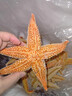 海星鮮活派大星新鮮熟凍速凍海星滿(mǎn)籽海鮮野生五角星食用海星順豐 【5斤裝】量大實(shí)惠 曬單實(shí)拍圖