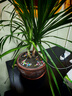 中夢(mèng) 龍須樹(shù) 多頭龍血樹(shù) 龍鐵樹(shù)室內客廳盆栽花卉植物辦公室盆景 龍須樹(shù)單桿單頭1株 70厘米高度 不含盆 曬單實(shí)拍圖