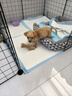 貴為（GiGwi）狗玩具磨牙棒狗狗磨牙玩具幼犬小型犬木塑鹿角小號寵物用品玩具 曬單實拍圖