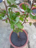 棗樹活苗沾化冬棗苗樹帶土球南方種植冰糖大棗樹苗當年結(jié)果 【沾化冬棗2棵裝】-精選6年苗（當年結(jié)果） 81cm(含)-110cm(含) 曬單實拍圖