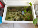 熱帶觀(guān)賞魚(yú)七彩斑馬魚(yú)紅綠燈科魚(yú)小型冷水淡水群游好養活的練手魚(yú) 2-2.5cm糖果斑馬12條隨機搭配 曬單實(shí)拍圖