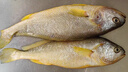 三都港 冷凍三去大黃魚凈重2斤/2條裝 寧德黃花魚 生鮮魚類 曬單實拍圖