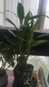 特價(jià)富貴荷花竹盆栽植物室內凈化空氣綠植辦公室桌面四季好養盆栽 荷花竹+節節高升盆+圓底座【1盆】 盆口直徑約8cm 曬單實(shí)拍圖