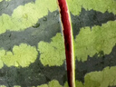 曉吸無(wú)籽麒麟瓜 4kg 曬單實(shí)拍圖