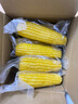 佳農 內蒙黃糯玉米棒8袋*220g 軟糯香甜 真空鎖鮮 源頭直發(fā) 禮盒包郵 曬單實(shí)拍圖