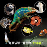 兒童紙上紀錄片 小自然 現貨速發(fā)高清圖片視覺(jué)盛宴 20個(gè)有趣的自然主題 少兒科普繪本百科全書(shū)課外讀物繪本漫畫(huà) 波點(diǎn)童趣 陪讀科普好故事 兒童紙上紀錄片 小自然 曬單實(shí)拍圖