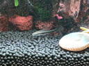 云峰海瑞黑殼蝦清潔蝦觀(guān)賞蝦 魚(yú)缸水族箱水草缸清潔除藻淡水 草缸瘋狂除藻套餐 共10條 曬單實(shí)拍圖