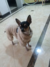 貝初眾狗狗衣服冬季保暖貓咪冬天衣服中小型犬秋冬小狗衣服泰迪比熊柯基 棕色-加厚珊瑚絨【可牽引】 M 【適合4-5斤寵物】 加厚保暖 曬單實(shí)拍圖