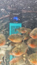 創(chuàng  )寧 魚(yú)缸變頻加熱棒 CN-005-500W 自動(dòng)恒溫 烏龜小型迷你加溫器 曬單實(shí)拍圖