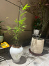 花城水調內門(mén)竹子盆栽新中式禪意茶室書(shū)房造景辦公室桌面綠植室內客廳植物 高60-80cm含【青玉案鹽燒陶瓷盆】 曬單實(shí)拍圖