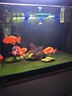備能（BEINENG）日本黃粉綠粉魚(yú)藥孔雀魚(yú)七彩神仙金魚(yú)小型魚(yú)白點(diǎn)爛尾爛肉水族藥劑 曬單實(shí)拍圖