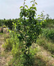 梨樹(shù)果苗當年結果正宗嫁接秋月梨翠冠梨南北方種植盆栽地栽梨子樹(shù) 5年大苗/品種備注 81cm(含)-110cm(含) 曬單實(shí)拍圖