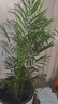 散尾葵鳳尾竹盆栽室內客廳大型綠植吸甲醛植物四季常青富貴椰花卉 散尾葵50-60CM8-12顆原土盆帶盆栽好 曬單實(shí)拍圖