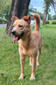 LEGENDSANDY藍氏狗糧金毛柯基拉布拉多泰迪全犬種成犬幼犬多肉蔬菜15kg30斤 曬單實(shí)拍圖