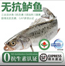 太湖?！緹o(wú)抗或有機(jī)認(rèn)證 淡水鱸魚(yú)】孕婦嬰兒童食輔 鮮活三去魚(yú)類水產(chǎn) 【無(wú)抗鱸魚(yú)】320g/條*3條 曬單實(shí)拍圖