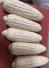 顧果鮮廣西白糯牛奶玉米9斤新鮮現(xiàn)摘黏粘棒子帶皮生苞米甜嫩農(nóng)家自種 9斤 曬單實(shí)拍圖