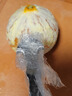 膳大皇（SHDO）德國剝橙器304不銹鋼剝橙子神器橙子刀開(kāi)橙器柑橘柚子臍橙開(kāi)果器 全鋼304開(kāi)橙剝皮器【13.2cm】 曬單實(shí)拍圖