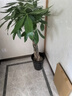 嘆為觀(guān)止大型植物發(fā)財樹(shù)各種大顆盆栽開(kāi)業(yè)喬遷客廳辦公室內好養大型花卉 辮子發(fā)財樹(shù)【1.2-1.4米】 含盆 曬單實(shí)拍圖
