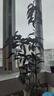 桂花樹(shù)苗盆栽室內四季桂花卉植物金桂丹桂庭院大樹(shù)濃香型綠植開(kāi)花 【金桂】 粗1cm 高0.8-1米土球發(fā)貨 曬單實(shí)拍圖