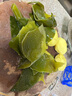 不吃小魚(yú)烘干海帶頭海帶片干貨霞浦特產(chǎn)火鍋麻辣燙食材海藻類(lèi)食品 干海帶頭5袋 曬單實(shí)拍圖