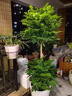 幸福樹(shù)客廳大型多層盆栽綠植室內包成活平安發(fā)財樹(shù)盆景吸甲醛好養 雙層幸福樹(shù)1.4-1.6m-白色梯形樹(shù)脂盆 曬單實(shí)拍圖