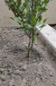 春見(jiàn)耙耙柑樹(shù)苗桔子苗盆栽地栽庭院南方北方種植橘子樹(shù)苗當年結果 推薦5年苗當年結果 曬單實(shí)拍圖