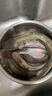 谷道香鯰魚(yú)專(zhuān)用餌料濃腥鯰魚(yú)胡子鯰誘餌誘食劑野釣窩料飼料鯰魚(yú)小藥餌料 1瓶裝【秘制血螺】無(wú)效包退 曬單實(shí)拍圖