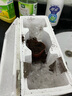 八芽水培植物發(fā)財樹小盼菩提桌面盆栽凈化空氣室內(nèi)擺件辦公室綠植花卉 雙桿發(fā)財樹-輕奢小藍(lán)瓶-幾何木架 含盆 曬單實(shí)拍圖