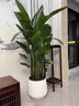 瑯闕天堂鳥(niǎo)盆栽室內客廳大型綠植辦公室大葉植物花卉新房源頭直發(fā) 曬單實(shí)拍圖