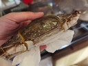 舟山梭子蟹鮮活特大野生大螃蟹新鮮冷凍海鮮水產(chǎn)海蟹飛蟹白蟹順豐 7-9兩/只【5斤凈重 特大肥壯】 曬單實(shí)拍圖