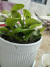碧玉新品紅邊四季常青室內花卉綠植開(kāi)花植物凈化濃香型盆栽 碧玉【紅色】6-8頭重瓣濃香型 塑料盆栽好 3個(gè)周期開(kāi)花 曬單實(shí)拍圖