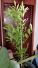 臨雅水培植物九里香盆栽桌面驅(qū)蚊綠植室內(nèi)茉莉鮮花水養(yǎng)花卉懶人四季開(kāi) 九里香【40-50】cm*1株 曬單實(shí)拍圖