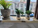綠有意金鉆盆栽植物水培綠植花卉多肉辦公室內(nèi)去吸除甲醛鉑金鉆綠公主 【2盆】金鉆25cm3棵(早安盆) 含盆 曬單實(shí)拍圖